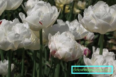 346 variedades de tulipas