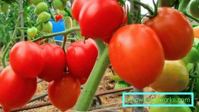 55 Tomate Budenovka